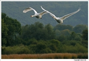 Mute-Swan-flight-9